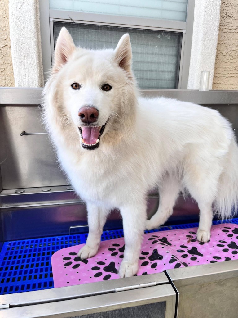 Dog enjoying spa day