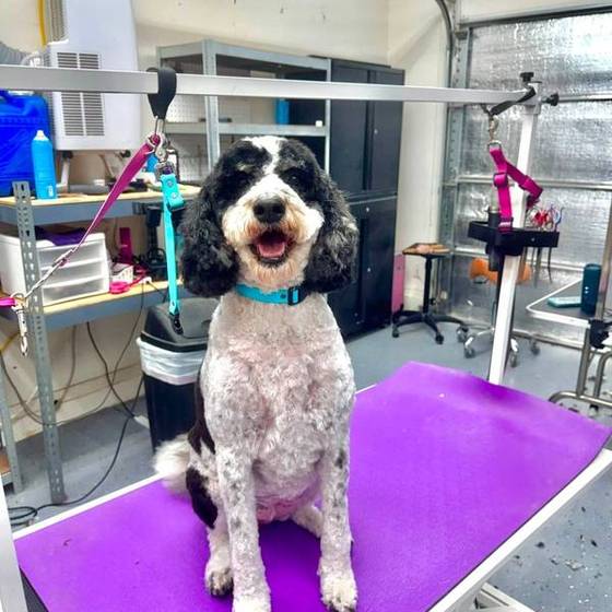 Happy pup after grooming