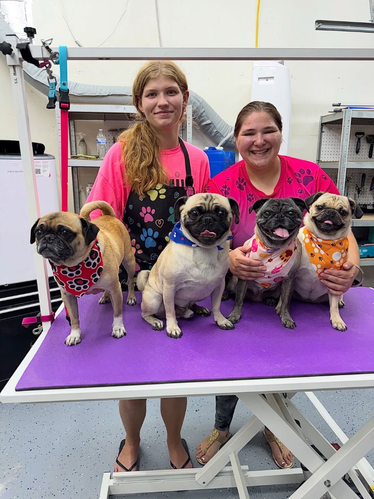 Pugs visiting Fur Factory