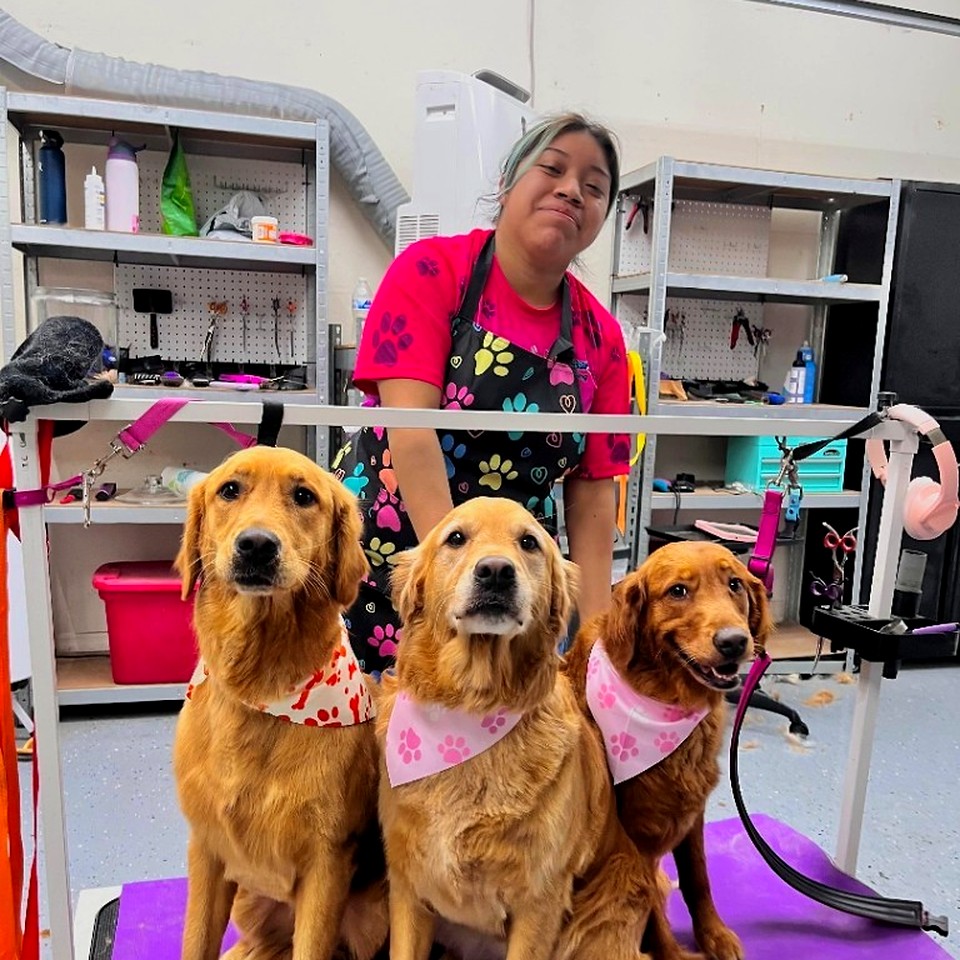 Three Goldens with their groomer at Fur Factory