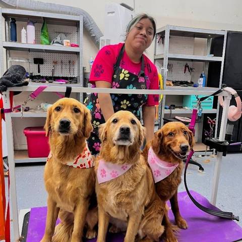 Three Goldens with their groomer at Fur Factory