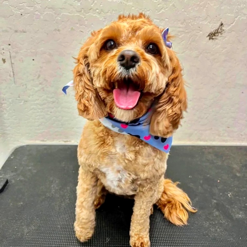 Freshly groomed Cavapoo at Fur Factory