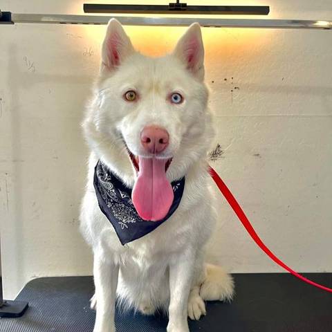 Cooper after grooming at Fur Factory
