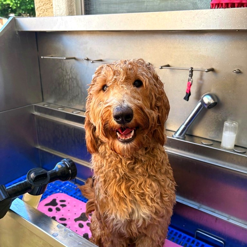 Happy doodle in the bath at Fur Factory