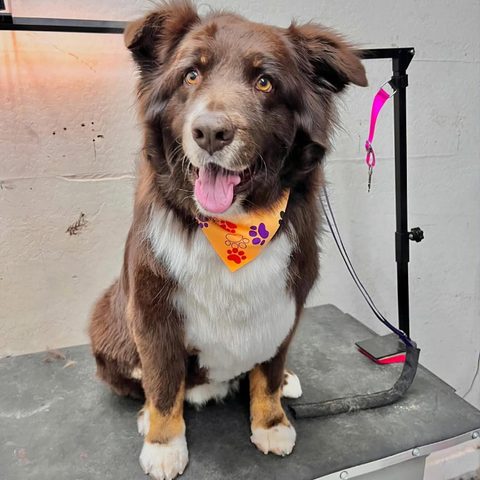 Smokey after grooming at Fur Factory
