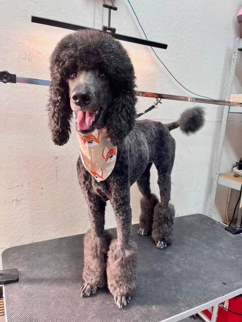 Comfort-first for this sweet poodle. Mom let us know about an ongoing ear infection, so we slowed everything down—protec