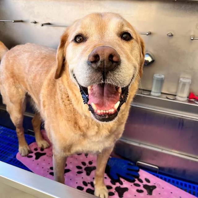 Someone looks VERY proud of their spa day 🥹🛁✨